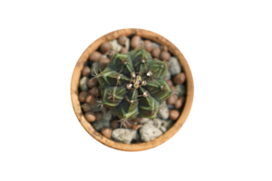 cactus in pot png