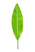 Grün Banane Blätter zum Essen Verpackung png