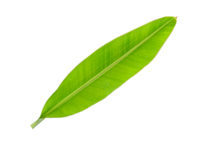 banane feuilles pour nourriture emballage png