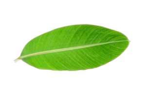 banane feuilles pour nourriture emballage png