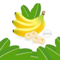 Banana fresh fruit graphic vector  .