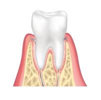 Tooth anatomy. Healthy teeth structure. Dental medical vector illustration.
