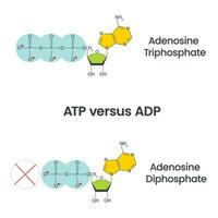 adenosina trifosfato y adenosina difosfato comparación y ciclo Ciencias vector educación infografía