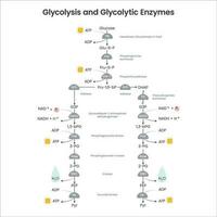 Glycolysis biochemistry science vector illustration diagram