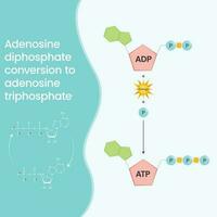 Adenosine triphosphate and adenosine diphosphate comparison and cycle science vector education infographic