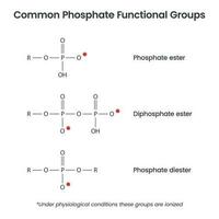 Phosphate ion functional groups biochemistry vector infographic