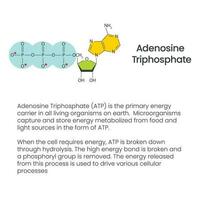 Adenosine triphosphate and adenosine diphosphate comparison and cycle science vector education infographic