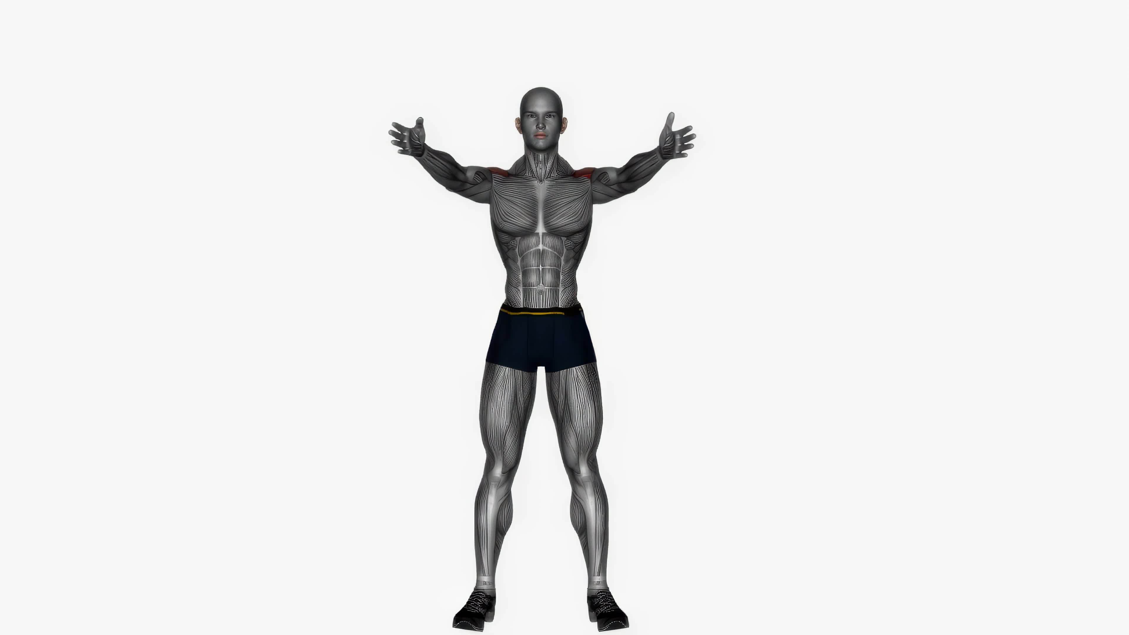 Standing Y raise fitness exercise workout animation video male muscle