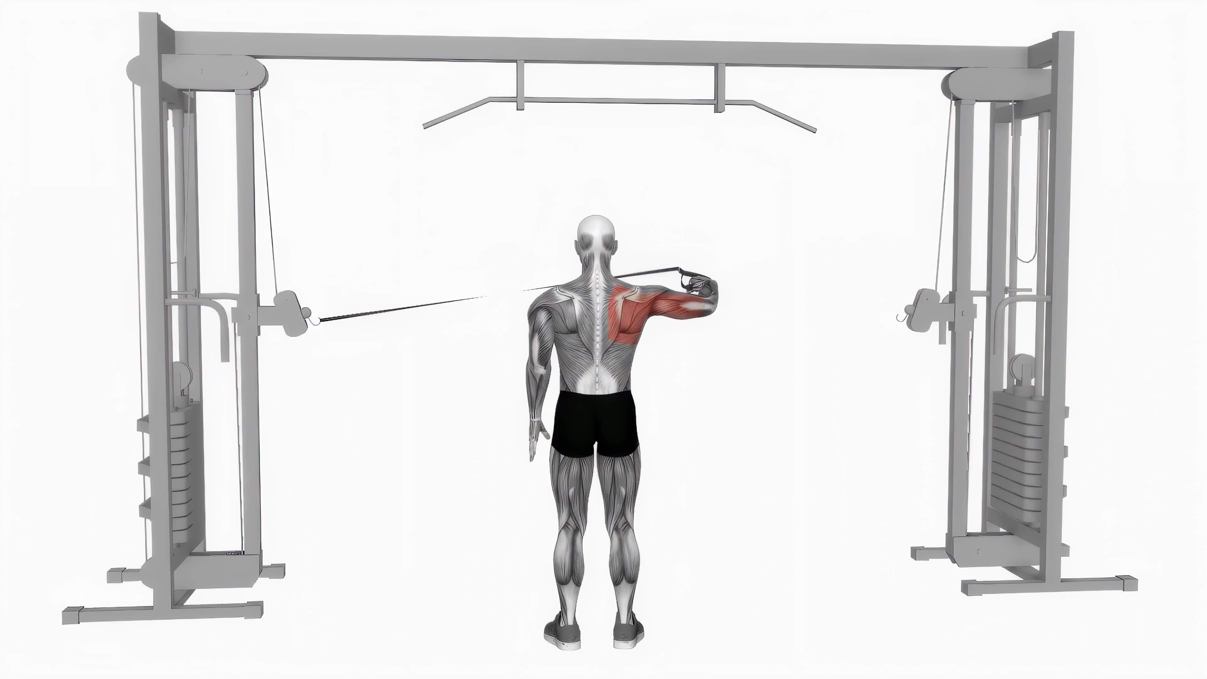 Cab.e rear drive bent arm fitness exercise workout animation video male