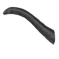 Apatosaurus animal isolated on transparent background png