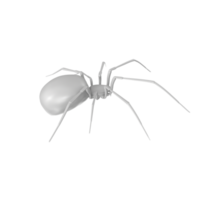 spider isolated on transparent background png