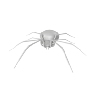 spider isolated on transparent background png