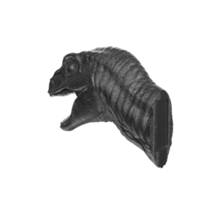 raptor huvud isolerat på transparent bakgrund png
