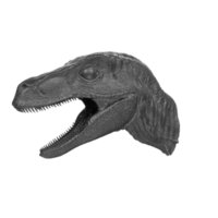 raptor huvud isolerat på transparent bakgrund png