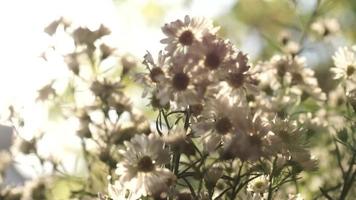 Flowers in the afternoon sun are very beautiful video