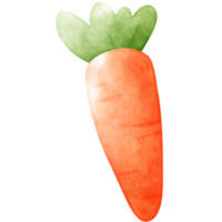 Zanahoria ilustración, acuarela zanahoria, vegetariano png