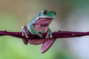 el australiano verde árbol rana ranoidea caerulea, además conocido como simplemente verde árbol rana en Australia, ropa blanca árbol rana, o regordete árbol rana foto