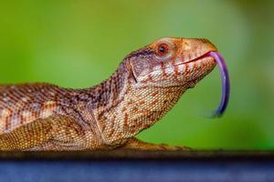 el Panamá azul lengua lizzard foto