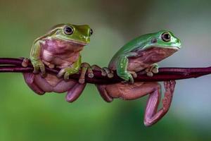 The Australian green tree frog Ranoidea caerulea, also known as simply green tree frog in Australia, White's tree frog, or dumpy tree frog photo