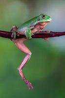 el australiano verde árbol rana ranoidea caerulea, además conocido como simplemente verde árbol rana en Australia, ropa blanca árbol rana, o regordete árbol rana foto