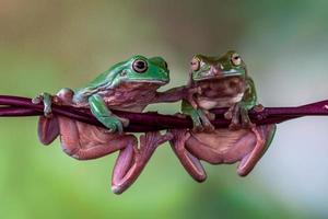 The Australian green tree frog Ranoidea caerulea, also known as simply green tree frog in Australia, White's tree frog, or dumpy tree frog photo