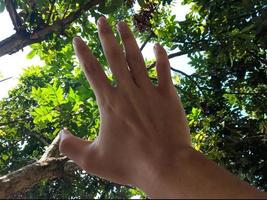 Man's hand raised up against a background of trees photo