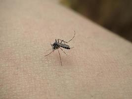 A mosquito that sucks human blood photo