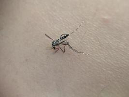 A mosquito that died on human skin photo