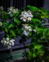 Dark green white floral blur background photo