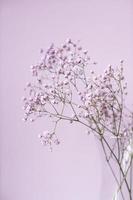 púrpura Gypsophila flores estar en un florero en un lila antecedentes foto