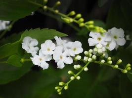 Close up white flowers on blurred bright green leaves bokeh background. photo