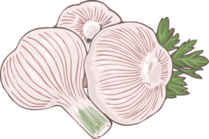 Knoblauch png Grafik Clip Art Design