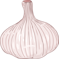 Garlic png graphic clipart design
