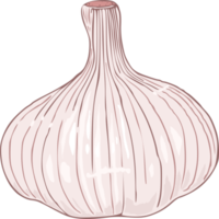 Garlic png graphic clipart design