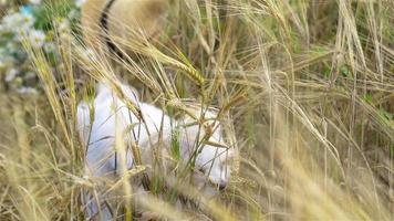 Weiß Hündchen draussen auf Grün Gras im das Hof video