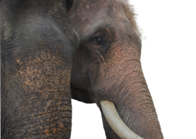 dichtbij omhoog visie van een olifanten gezicht van de kant in Thailand. Aan een transparant achtergrond png
