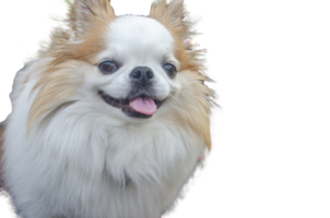 Cute chihuahua smiling face on a transparent background png