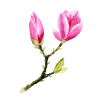 watercolor magnolia flower png