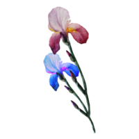 boeket van bloemen iris akarelna illustratie png