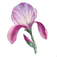 íris flor acarela ilustração png