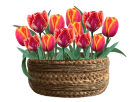 red tulips basket illustration png