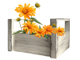 asters in a wooden basket illustration png