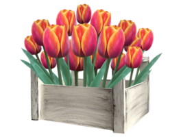 flowers tulips in a wooden box illustration png