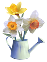 daffodils flowers in a flowerpot illustration png
