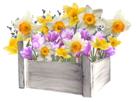 floral arrangement of daffodils and crocuses in a basket illustration png