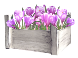 bouquet of crocuses in a basket illustration png