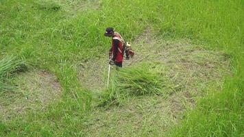 Haut vue de une homme dans une peignoir fauchage le herbe video