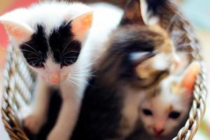 Three colored kittens in a brown wicker basket photo