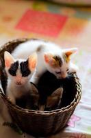 Three colored kittens in a brown wicker basket photo