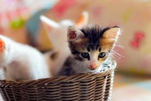 Three colored kittens in a brown wicker basket photo